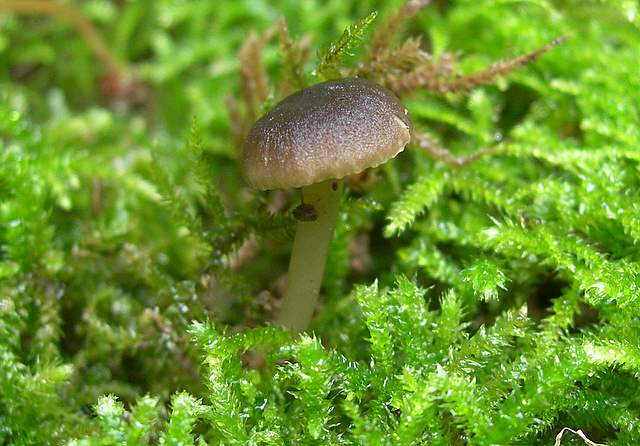 Camarophyllopsis atrovelutina  (Romagn.)  Argaud